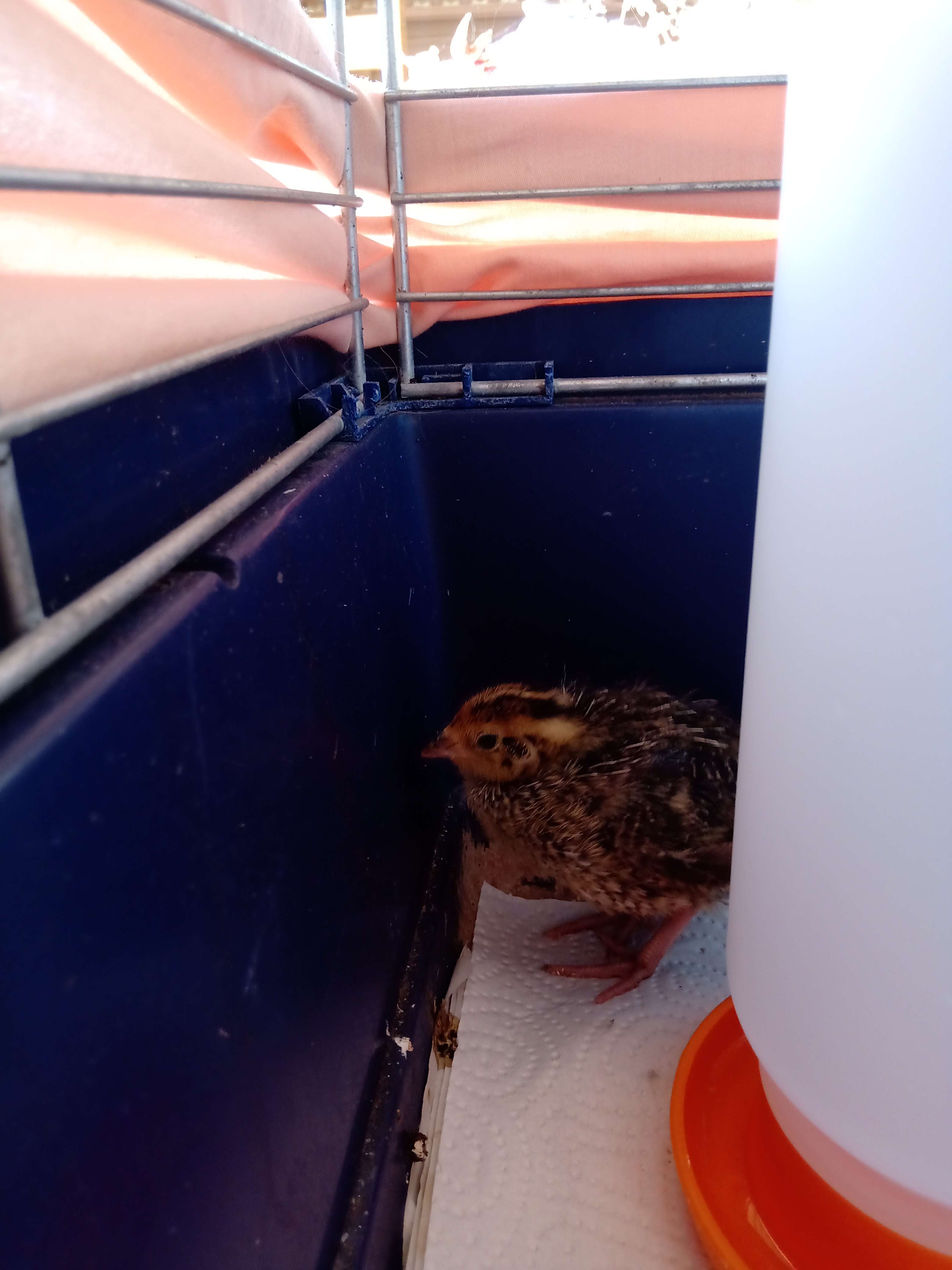 Das braune Küken ist etwas vorsichtiger.